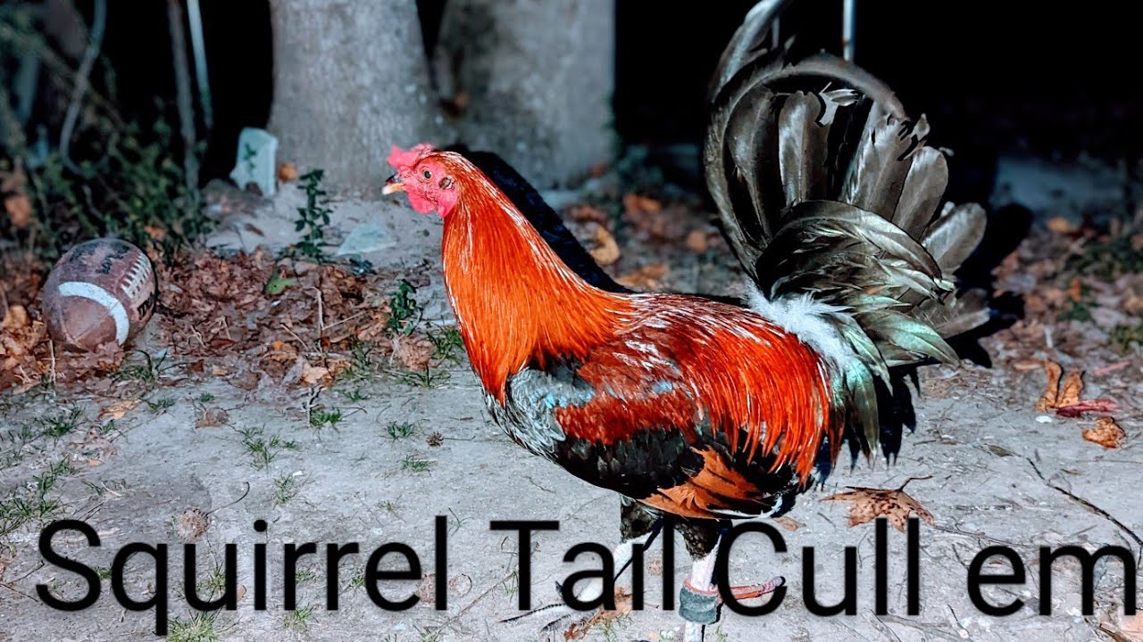 what-is-squirrel-tail-in-gamefowl-the-purpose-of-their-tail-youtube