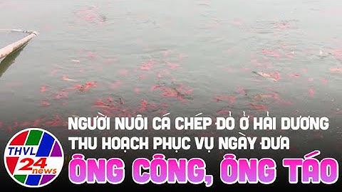 Người nuôi cá chép đỏ ở Hải Dương thu hoạch phục vụ ngày đưa ông Công, ông Táo