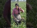 gjyygv 😯desi funny video #shorts #arknights