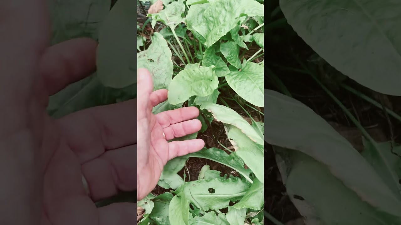 Sorrel- A Hard-Working Green Herb