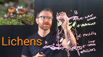 Korstmossen zijn wild!