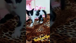 Hit A like Cat Lover❤️😇 Subscribe Our Channel For More Videos😍 #cat #catlovers #entertainment #viral