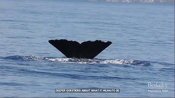 Sperm Whale Communication: What we know so far/ Understanding Whale Communication: First steps