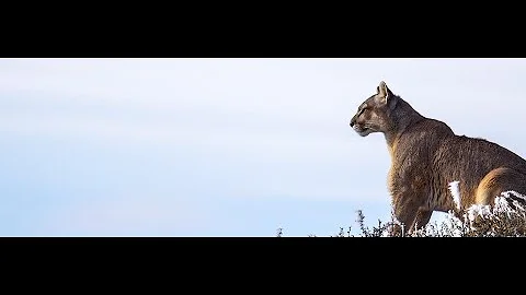 Come si chiama la femmina del giaguaro?
