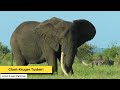 Is This The Biggest Kruger National Park Tusker Alive? | Kruger Park Sightings