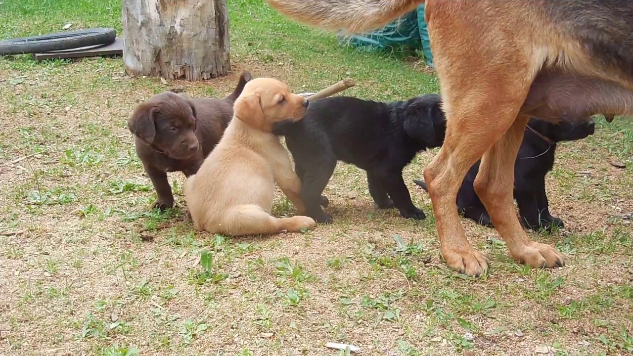 Labrador Schaferhund Vizla Mix Welpen Bei Abgabe Mind 10 Wochen