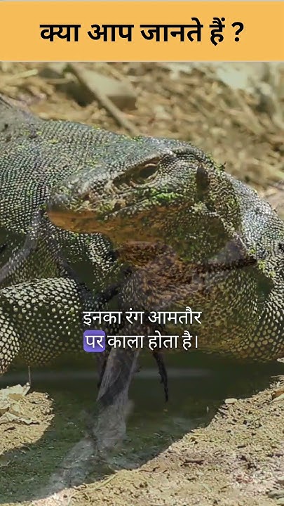 Amazing Facts About Monitor Lizard In Hindi shorts shortsfeed viral amazing-facts-about-monitor-lizard-in-hindi-shorts-shortsfeed-viral