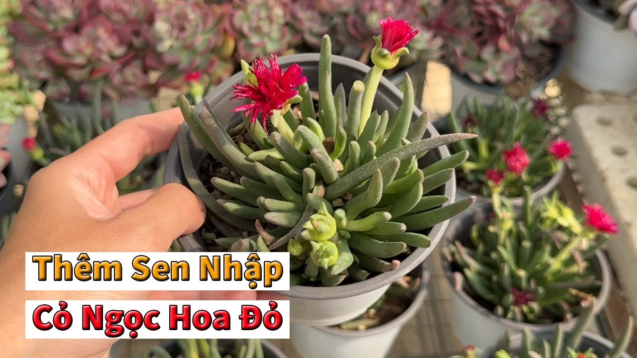 Nhiều mẫu sen mới xịn đẹp đã có lại | succulent Gia Nghia