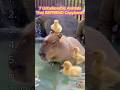 7 Unbelievable Animals That Befriend Capybaras – Nature's Best Host! 🦦🐒🐢 動物外交官・豚の不可思議朋友圈
