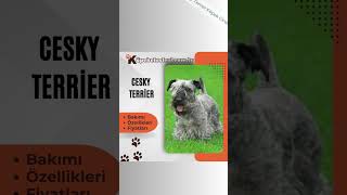 Cesky Terrier #Ceskyterriershort  #Ceskyterriershorts