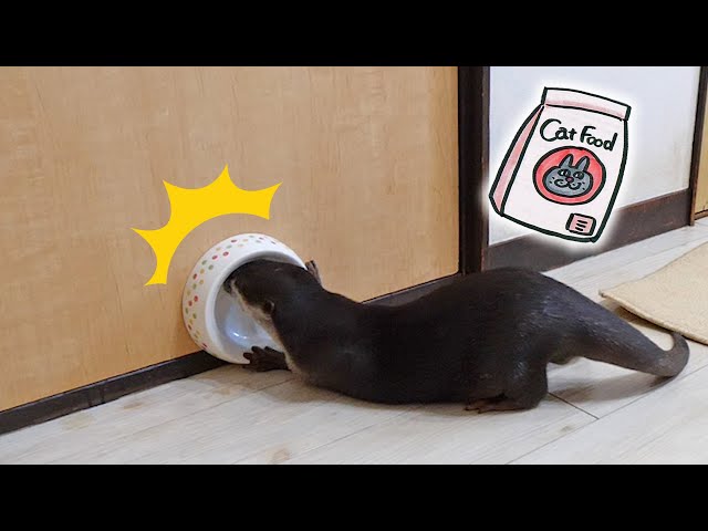 ご飯が待ちきれないカワウソビンゴの行動！Otter Bingo can’t wait for his meal to be served