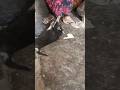 “Ghar Ki Rani vs Ghar Ka Sher: Mummy aur Dog Ka Maha Battle!”