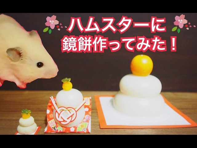 ハムスターに鏡餅作ってみた！！ハムスターと一緒にお正月だ！！ - YouTube