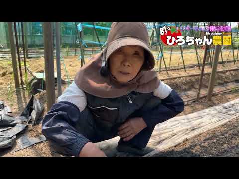 夏のホウレン草発芽失敗