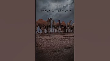 فسبحان الله حين تمسون وحين تصبحون|سورة الروم