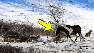 A Horse Approached Six Wild Wolves and Did Something That Terrified the Photographer