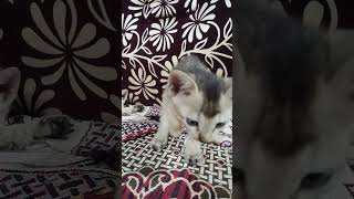 #catvideos #cat #catlovers #catshorts #viralvideo #shorts #minivlog