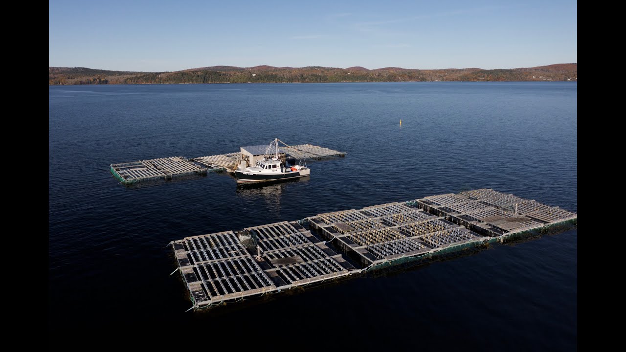 The Faces of Maine's Working Waterfront: Marshall Cove Mussels
