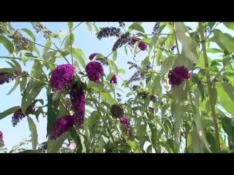 Mieux connaître les plantes invasives