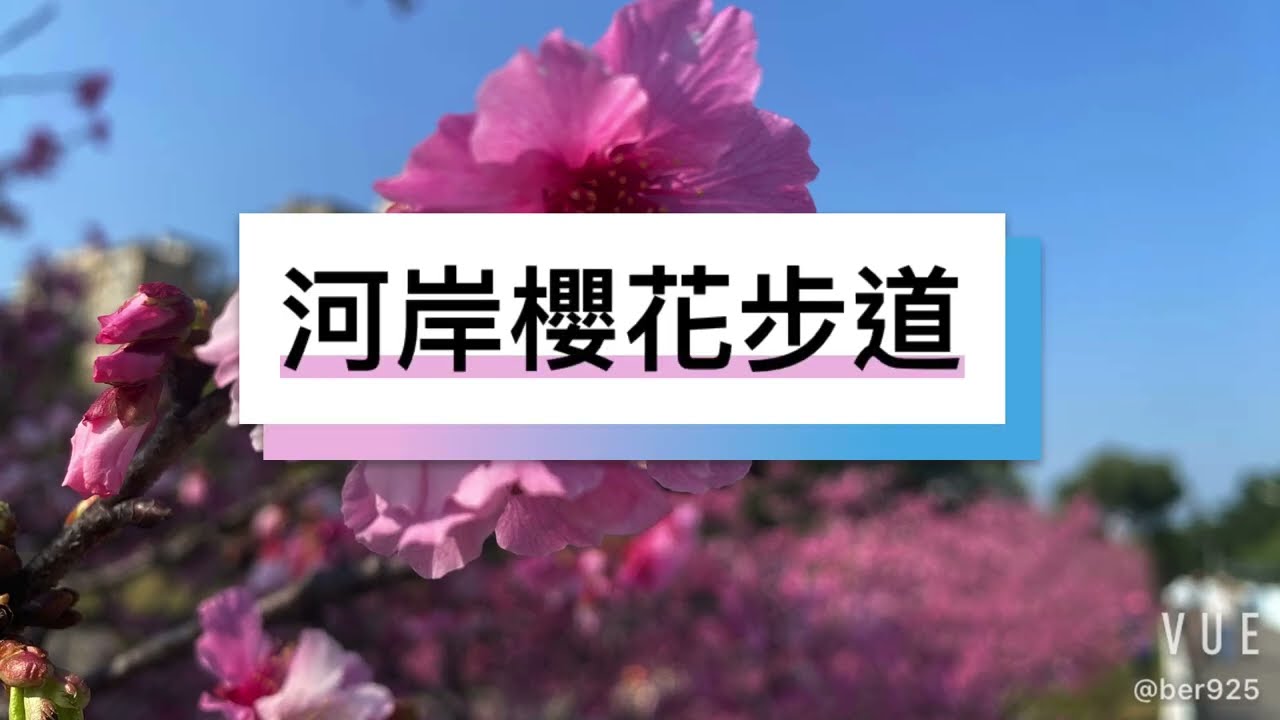 士林.河岸櫻花步道