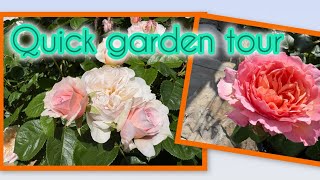 Quick pre heatwave garden tour| David Austin roses | Fragrant roses 🌹