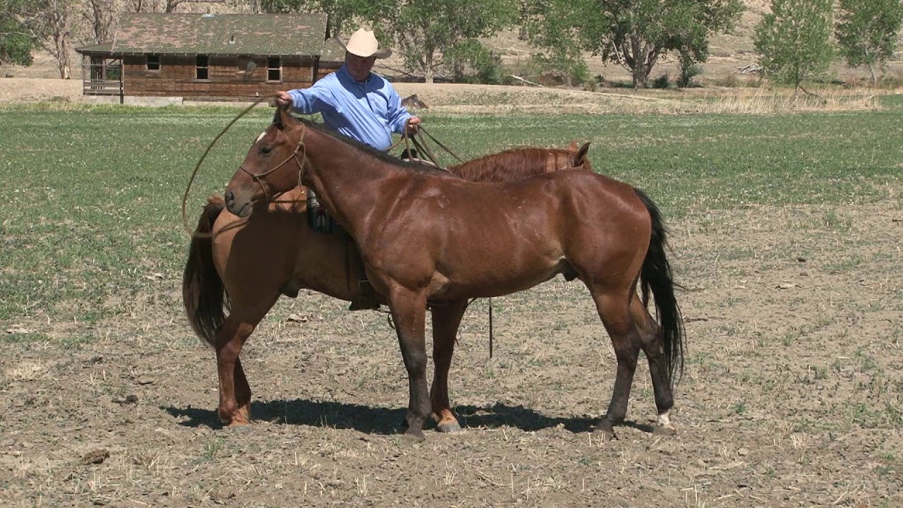 Ken McNabb - Ponying