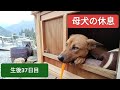 休めぬ母犬への感謝【生後37日目】