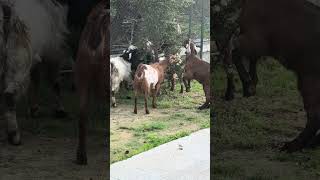 Keçiler Şehre Inmiş 🐐 Resimi