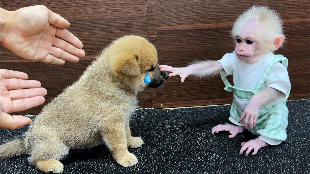 The childhood lives of baby monkey xuka and Kun the puppy !