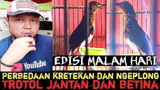 PERBEDAAN SUARA KRETEKAN DAN NGEPLONG TROTOL JANTAN DAN BETINA‼️CIRI2 TROTOL JANTAN DI MALAM HARI‼️