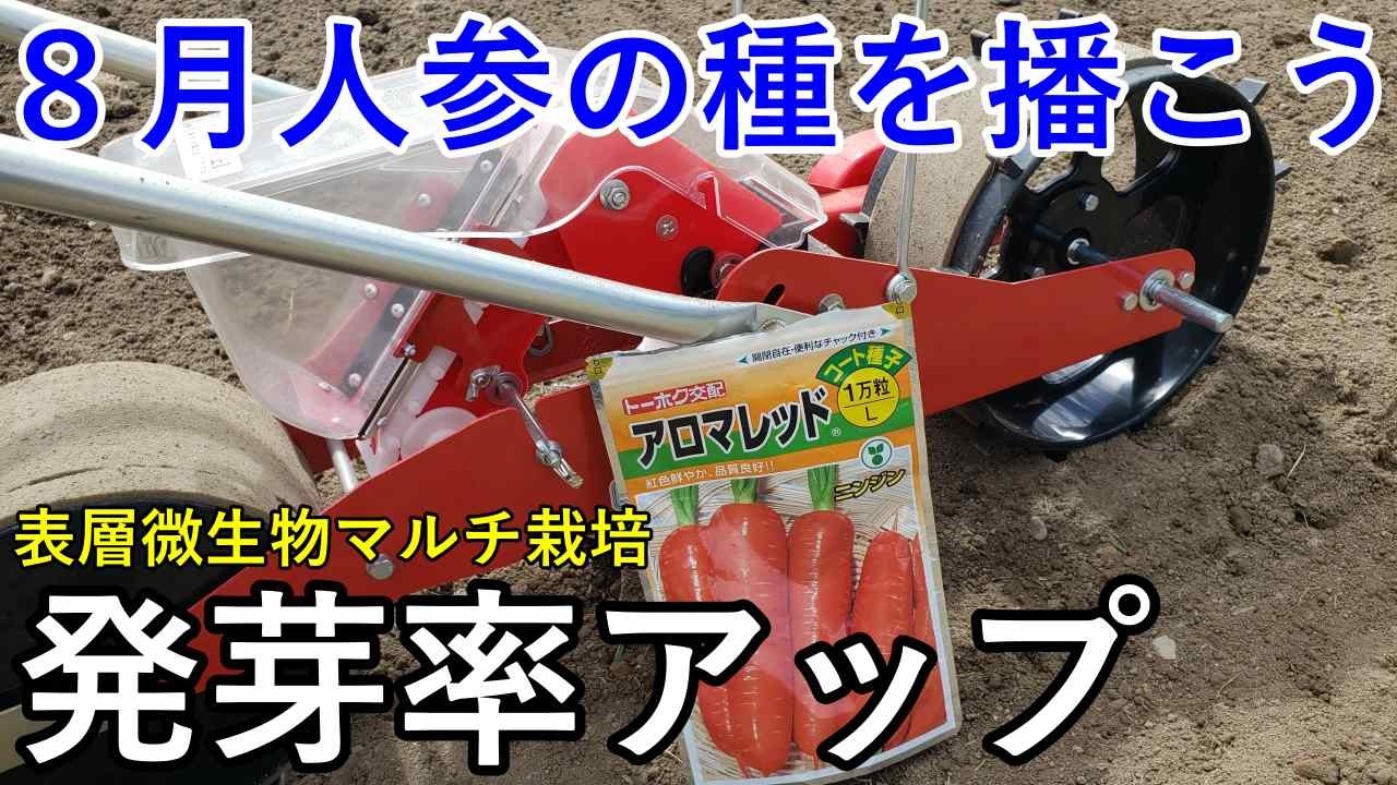 【8月人参】猛暑でも発芽する！“表層微生物マルチ”で発芽率が激変する土づくりと播き方を全公開