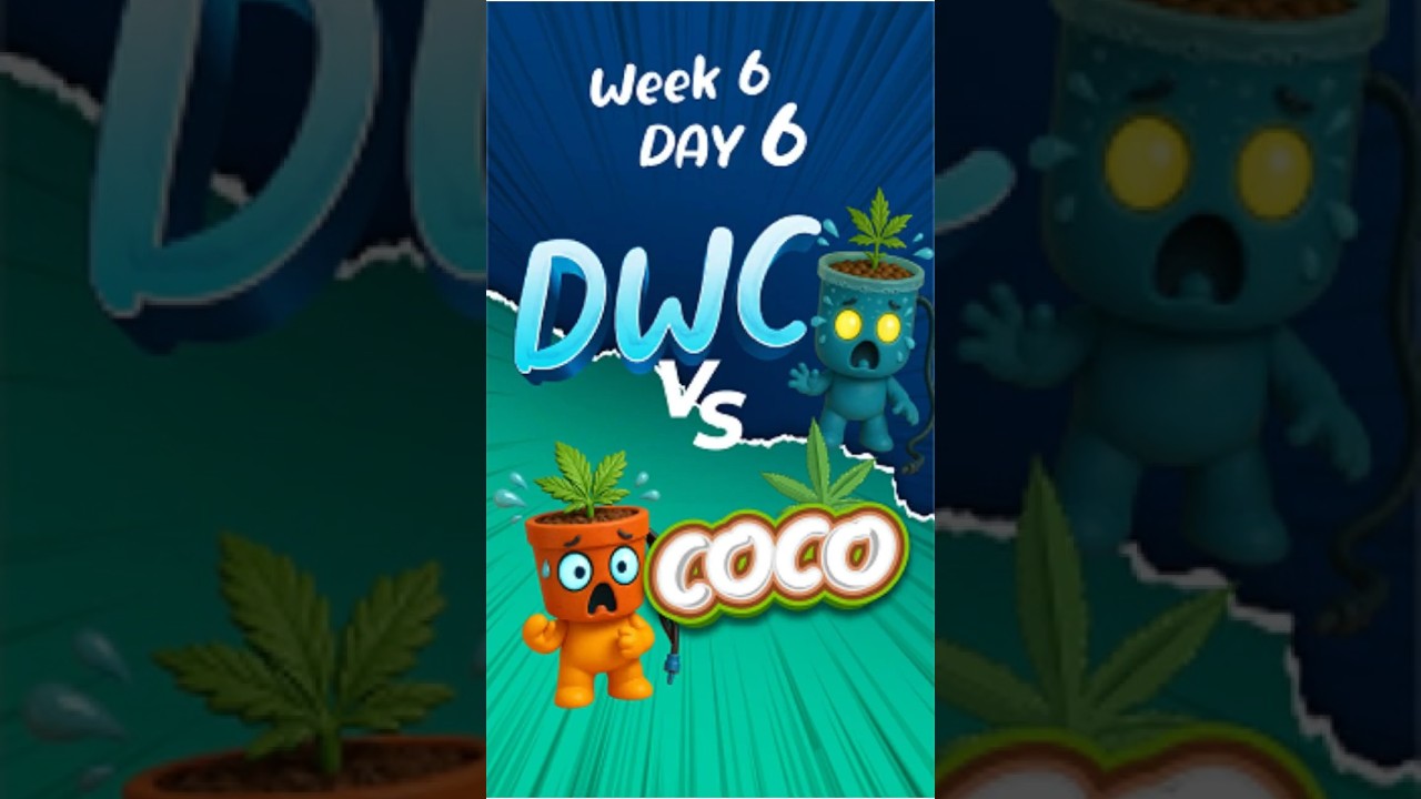 COCO VS DWC  Week 6 Day 6 
