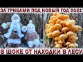 ❗ЗА ГРИБАМИ ЗИМОЙ 2021.🍄ОПЯТА РАСТУЩИЕ В НЕБЕСА.😱В ШОКЕ ОТ НАХОДКИ В ЛЕСУ💥ЗАБРОШЕННЫЙ ПИОНЕРЛАГЕРЬ