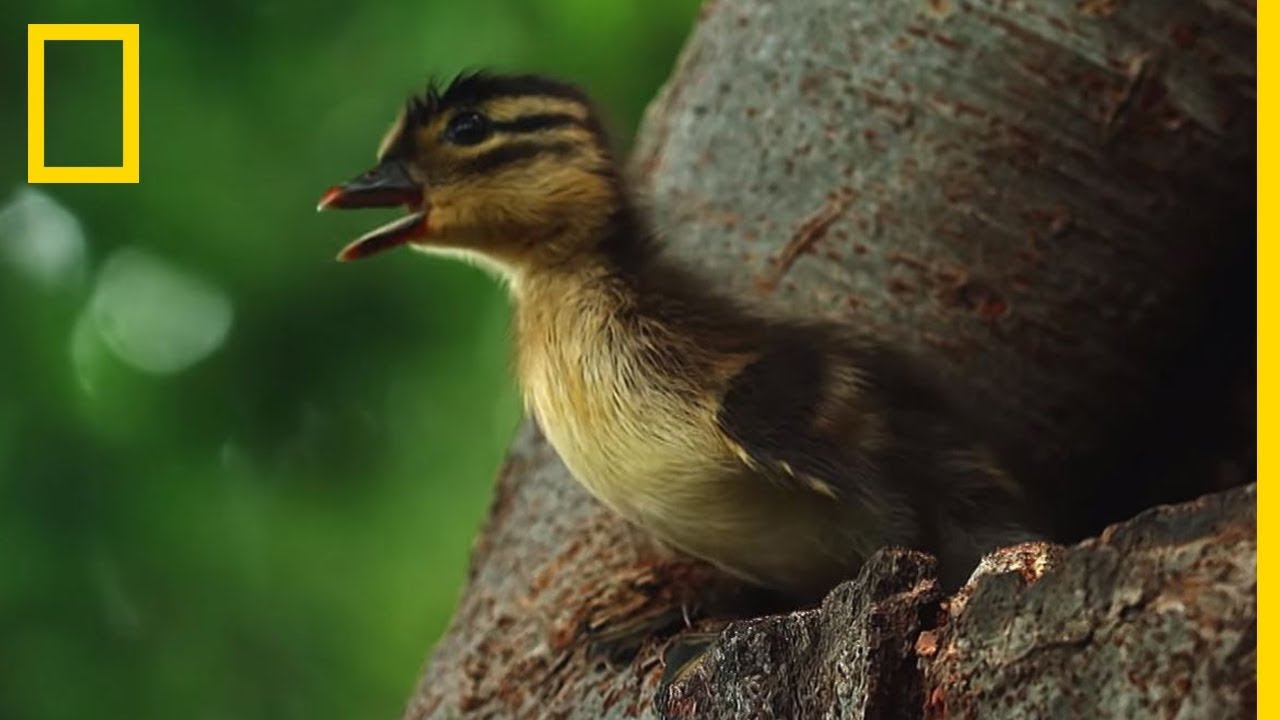 Rare Des Canetons Mandarins Sautent De 6 Metres De Haut Youtube