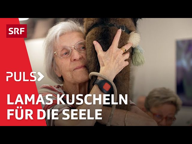 Therapie mit Tieren – Wie Esel im Gefängnis & Lamas im Altersheim heilen helfen können | Puls | SRF