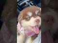 アラスカンマラミュートの子犬のただ可愛いだけの動画🐻ナンシー🤎#puppy #超大型犬 #alaskanmalamute