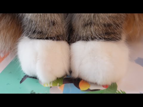 チャームポイントを発表されるねこ。-Cats's attractive feature points.-