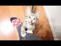 保護した野良猫が分離不安症という心の病でした