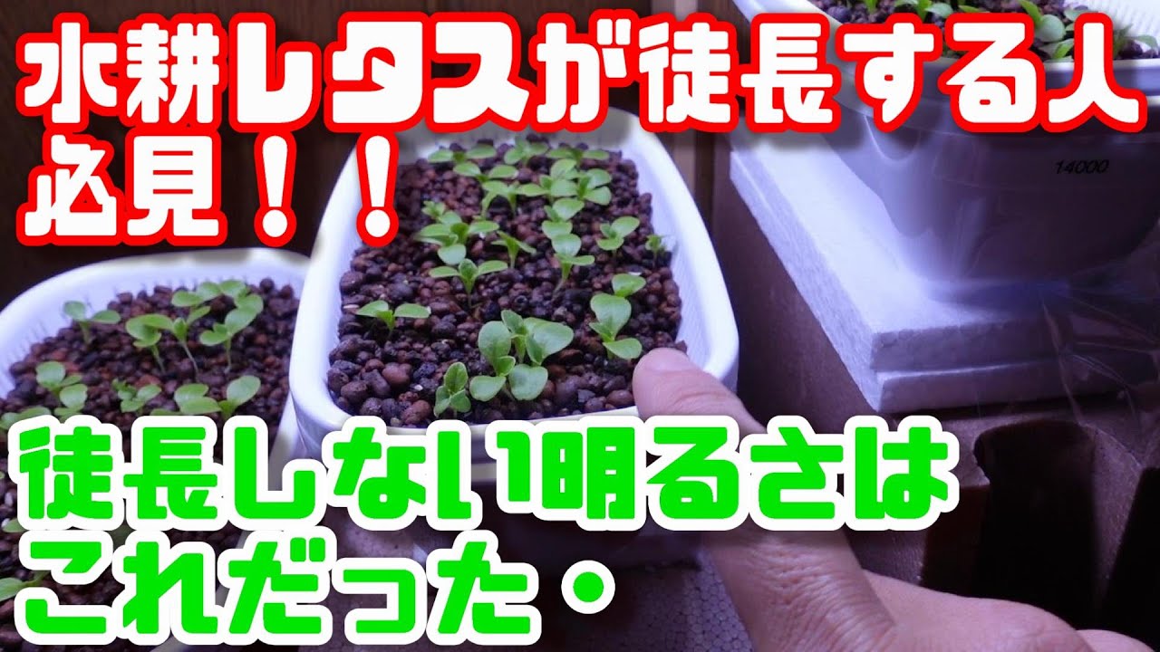 【水耕栽培大学】水耕レタスが徒長しない明るさを調べてみた！！/Find the illuminance needed for lettuce to grow well！！