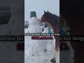 możecie mi zadać 3 pytania a ja nie będę mogła skłamać #konie #horse #ja