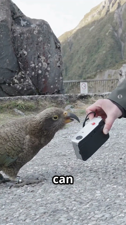 🦜 Kea: The Mischievous Genius Prankster of the Bird World! 🔥🤯  #wildernesstales #animalfacts