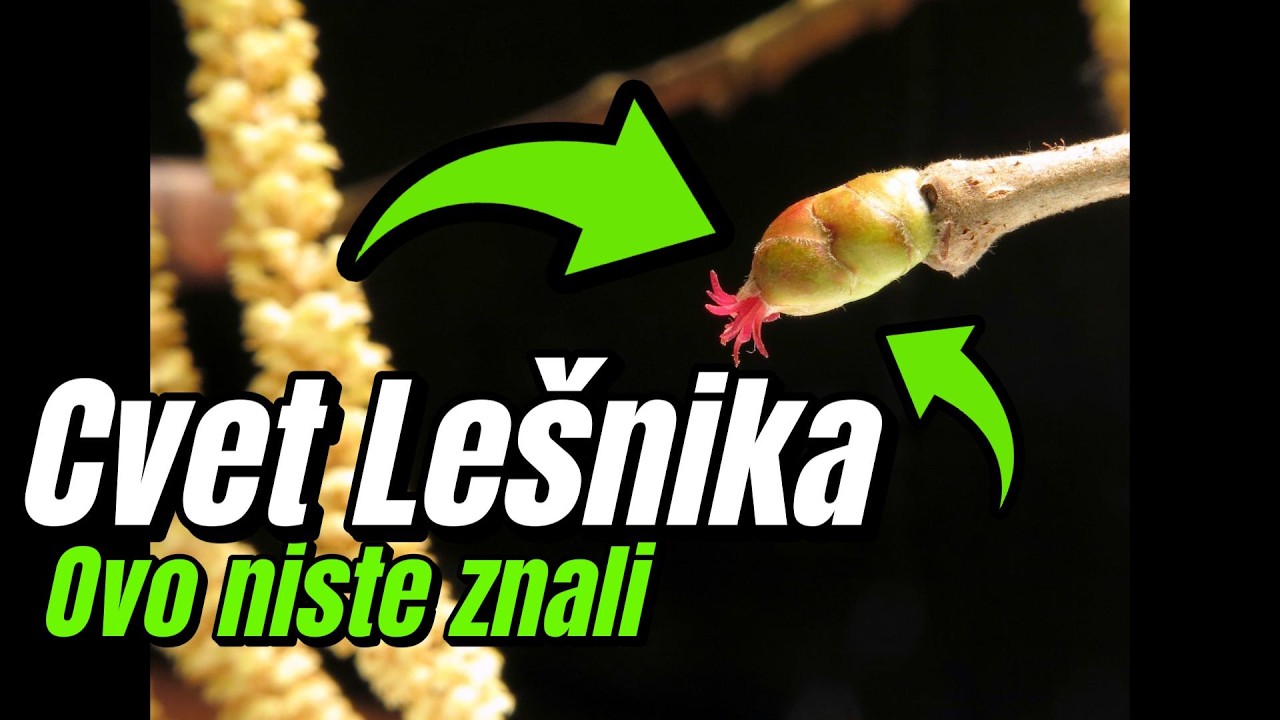 Sve o Cvetu Lešnika - Hazelnut Flower