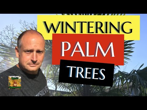 วีดีโอ: Winter Protection For Palms - วิธีห่อต้นปาล์มสำหรับฤดูหนาว