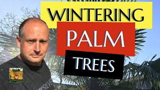 WINDMILL PALM CARE 🌴 Winter Protection for Young Trachycarpus fortunei Palms