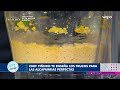 Alcapurrias al estilo del chef Piñeiro