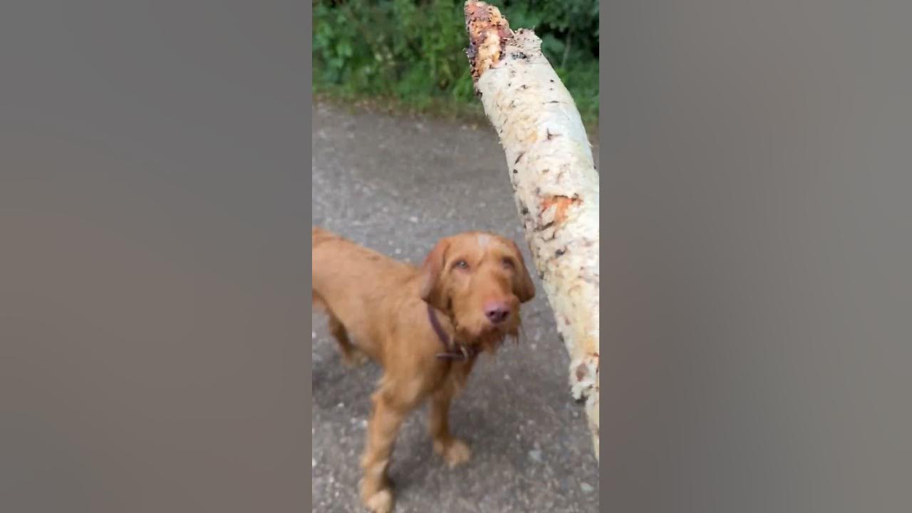 Stick him. Stick him. Stick him. Dsquared мужской дезодорант. Axe гранат и сандал дезодорант.