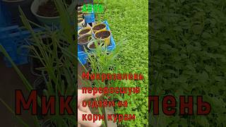 АВ99 круговорот зелень курам помёт червям вермикомпост растениям ав99 курям отдаём кукурузу
