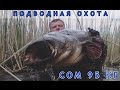 Подводная охота на трофейного сома  95 кг