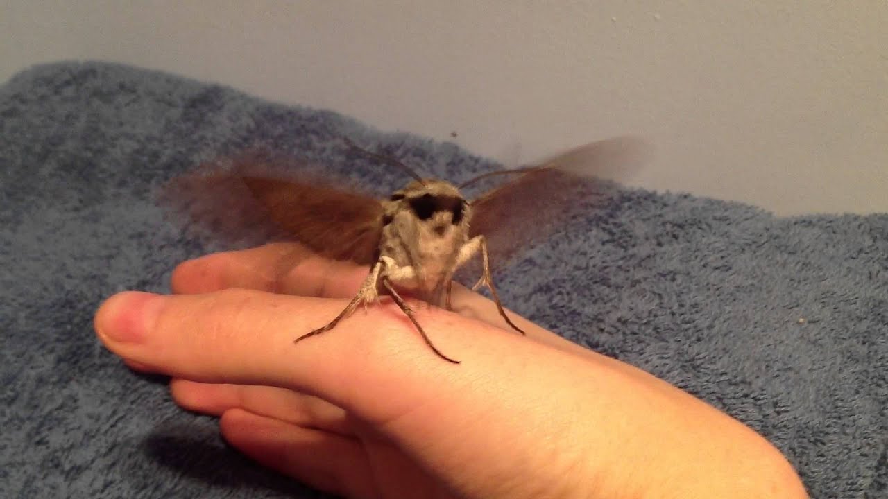 Hawk moth flight YouTube