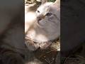 Adorable #viralvideo #cat ##shortsvideo #gatos